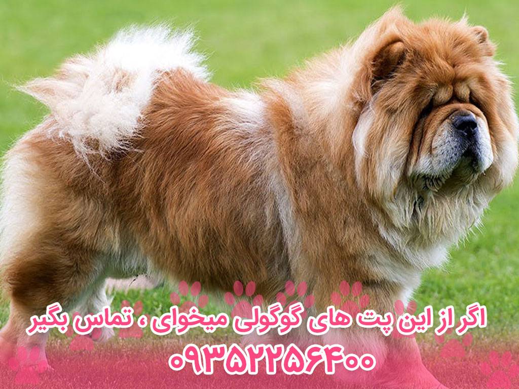 قیمت سگ چاوچاو در ایران چقدر است؟ آیا گران است یا ارزان؟