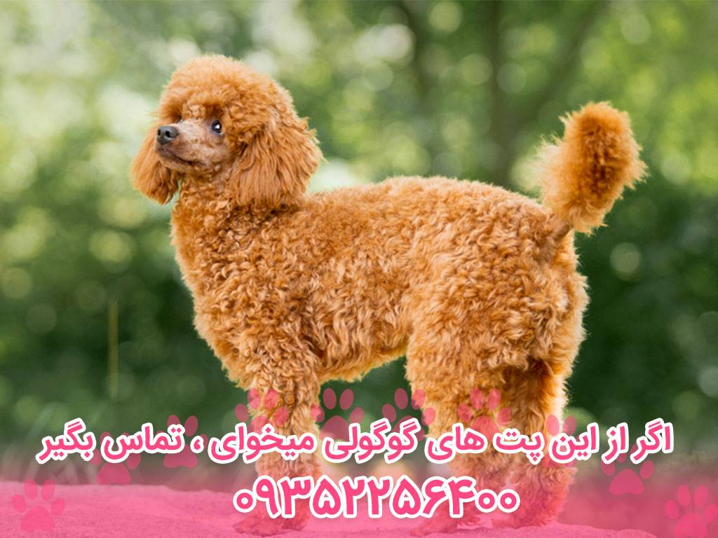 poodle