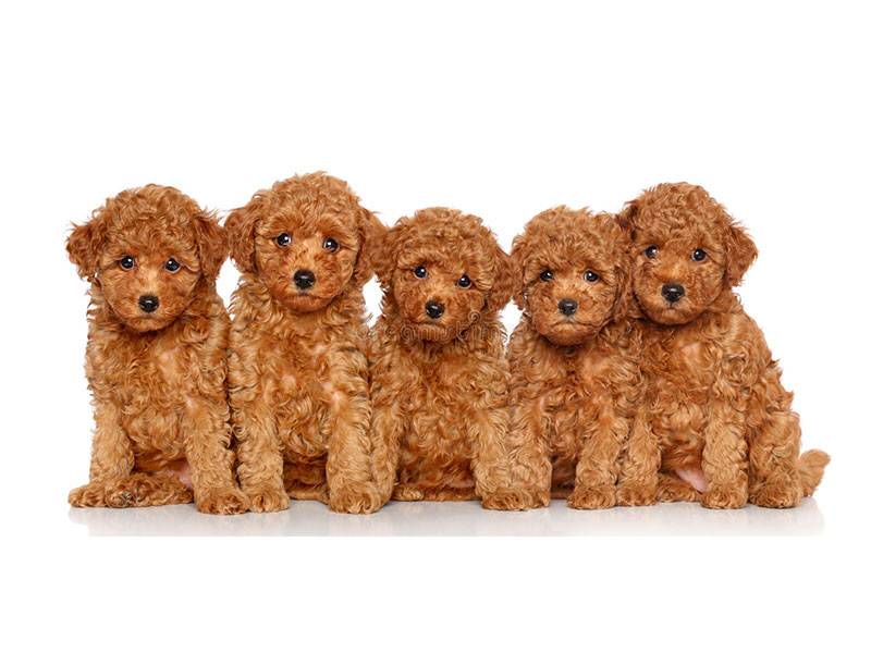 قیمت و خرید سگ پودل عروسکی و مینیاتوری Poodle