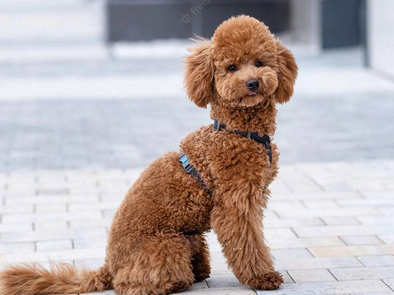 Poodle poodle