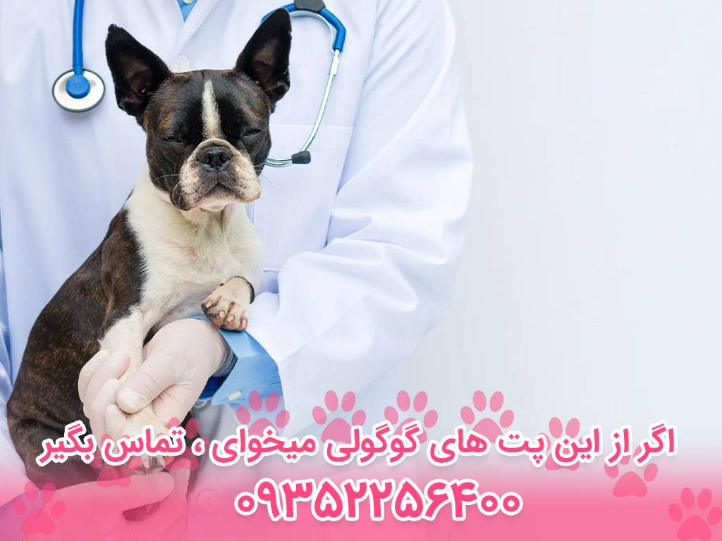 درمان بیماری دیسپلازی سگ