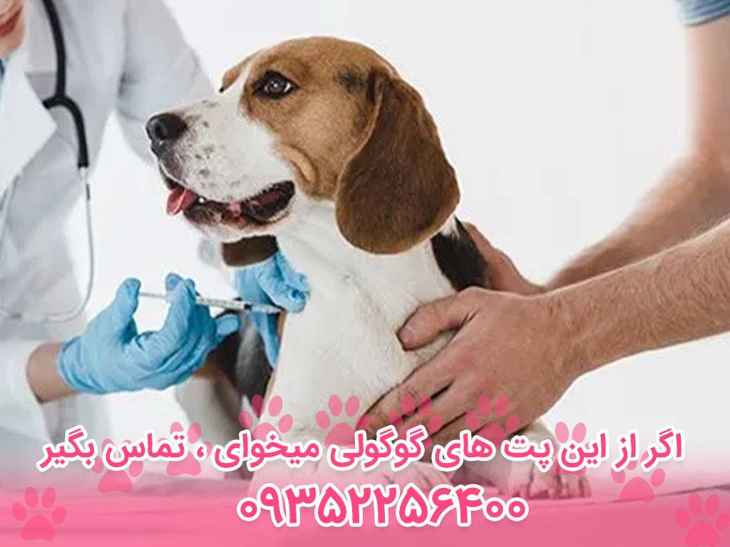 دارو های بیماری دیسپلازی سگ