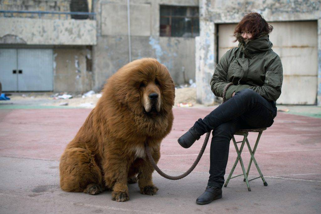 طول عمر سگ ماستیف تبتی