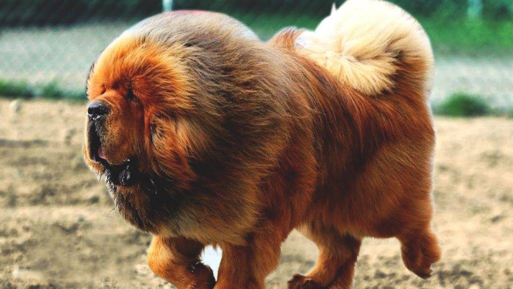 قیمت سگ ماستیف تبتی