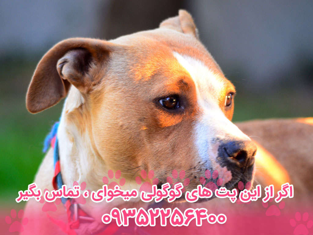 سگ بیگل (Beagle) – سایت پامرانین