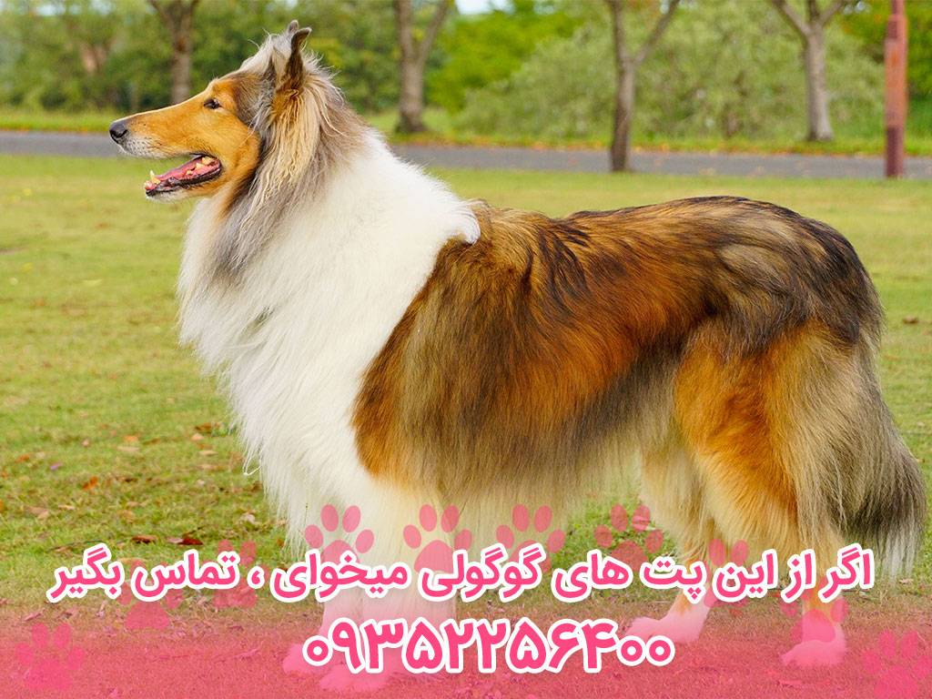 معرفی سگ کالی (Collie) – سایت پامرانین