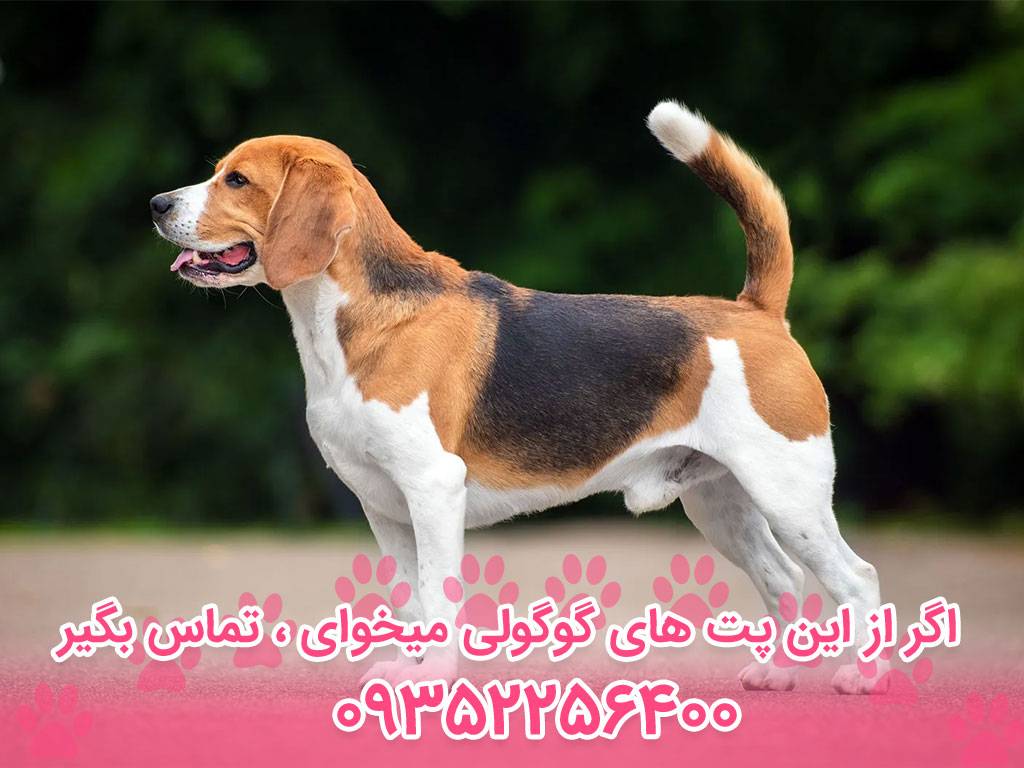 سگ بیگل (Beagle) – سایت پامرانین
