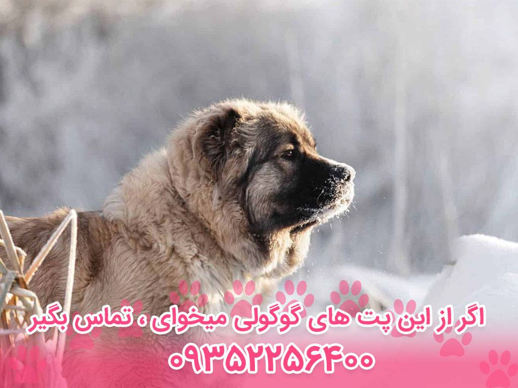 خصوصیات اخلاقی و رفتاری سگ گلۀ قفقازی