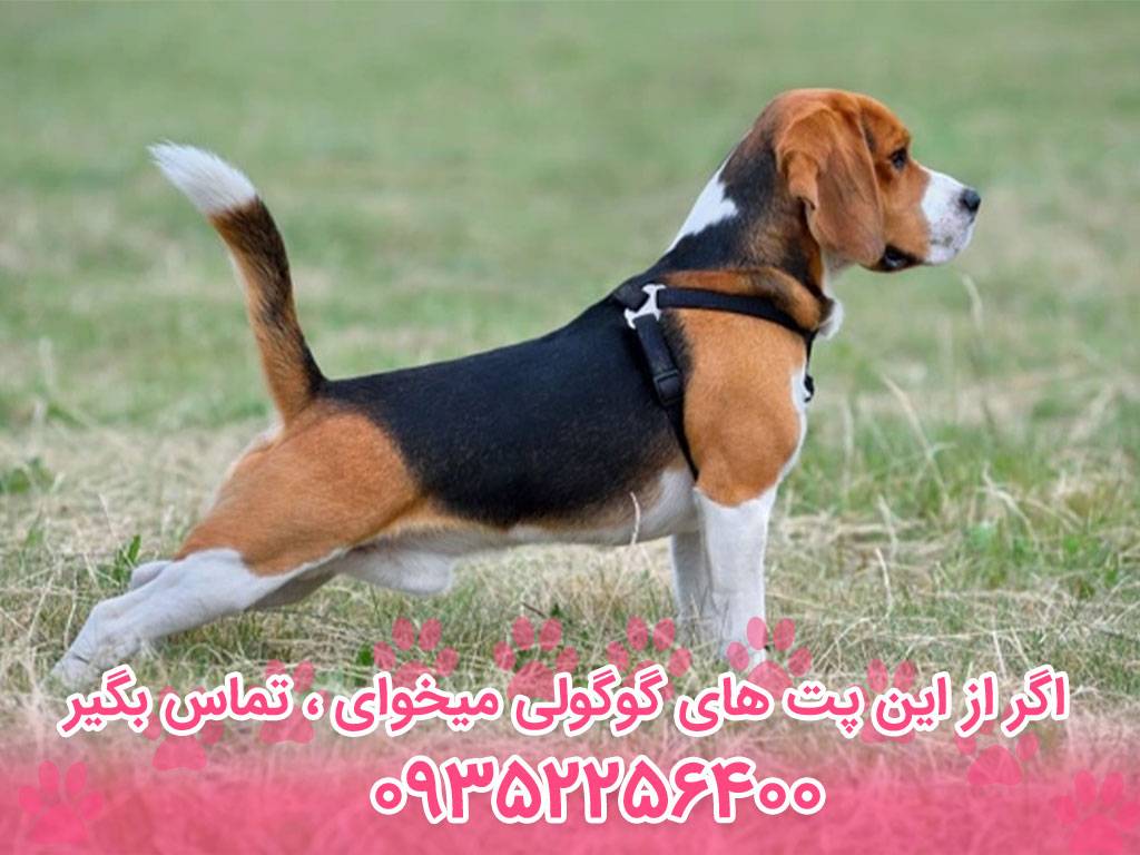 سگ بیگل (Beagle) – سایت پامرانین