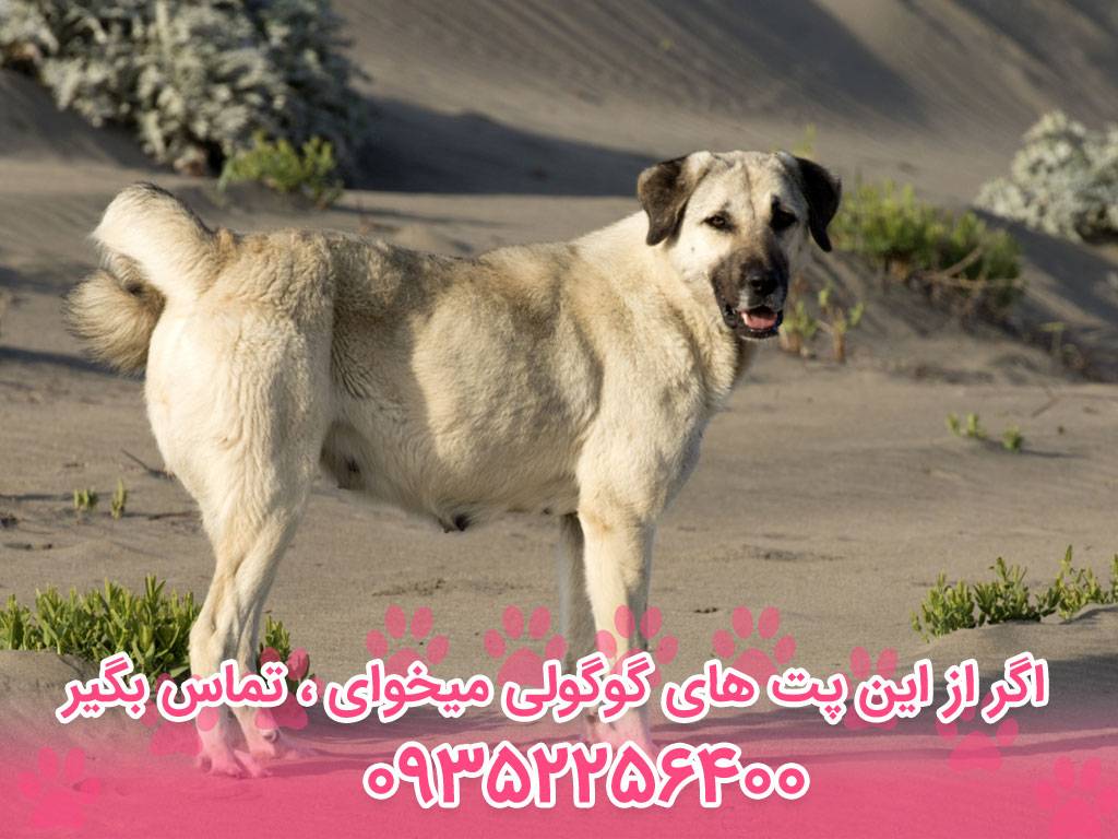 سگ آناتولی شپرد (Anatolian Shepherd Dog)