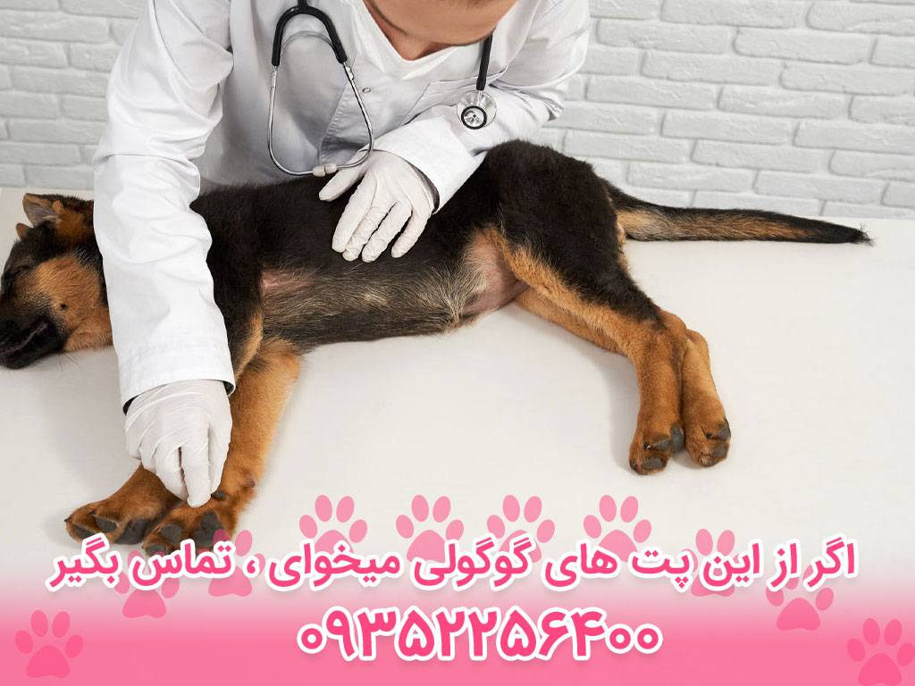 نحوه درمان زخم های بدن سگ